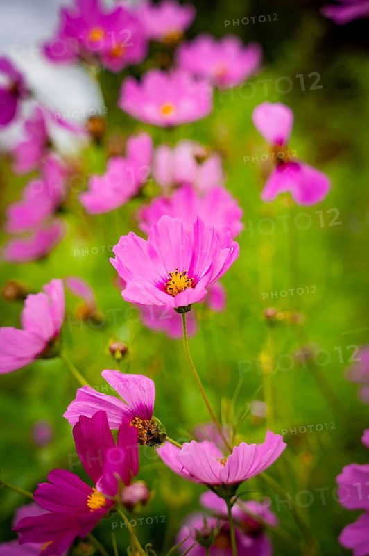 Macro shot