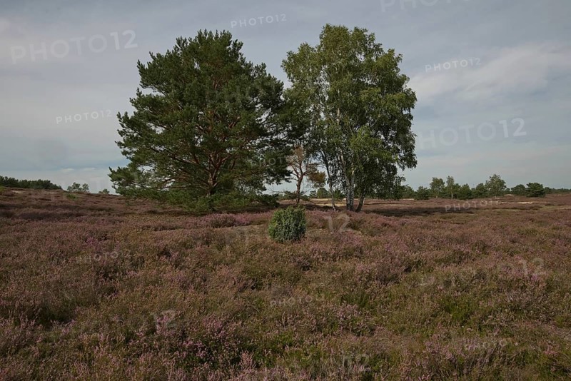 Blooming Nemitzer Heide near Trebel