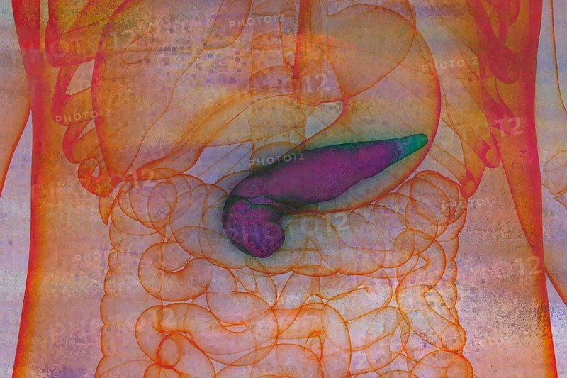 The pancreas is a wedge-shaped organ about 15 cm long