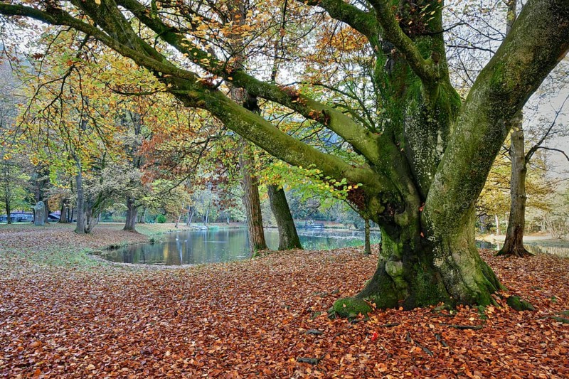 Park of Matzen Castle in autumn