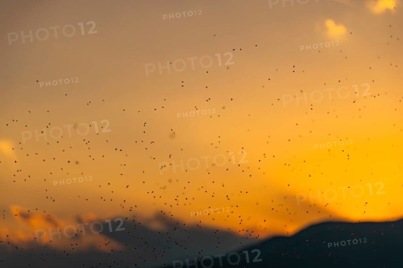 Swarm of mosquitoes in front of sunset
