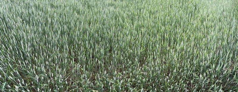 Wheat
