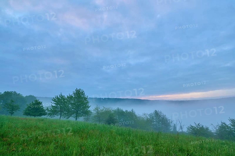 Meadow