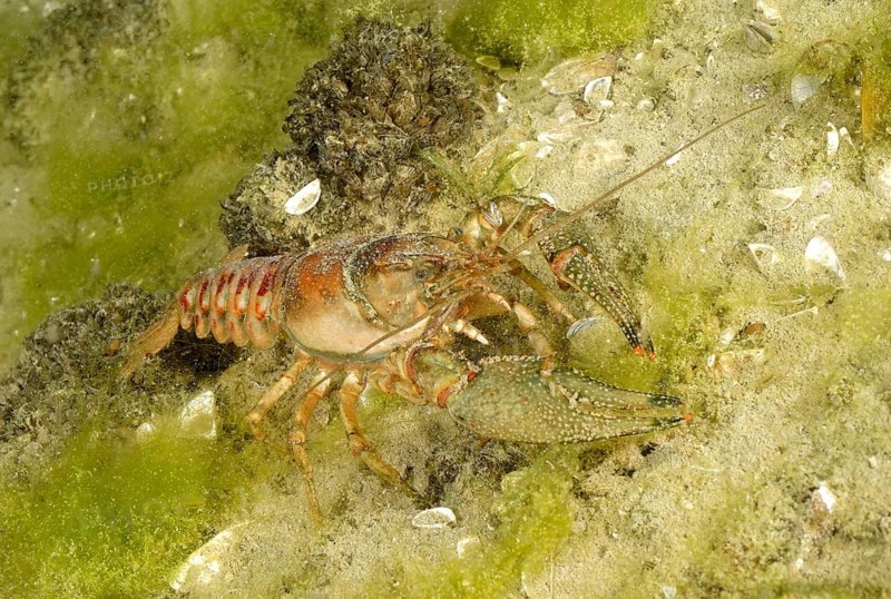 Crayfish