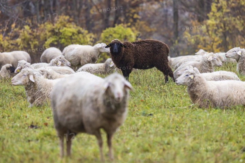 Sheep in a meadow