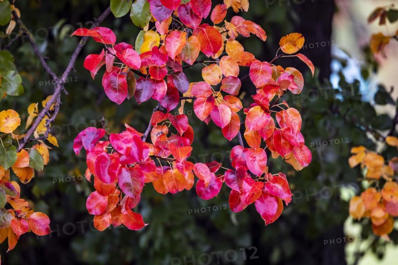 Autumn in the Swabian Alb. Pear tree with colourful foliage