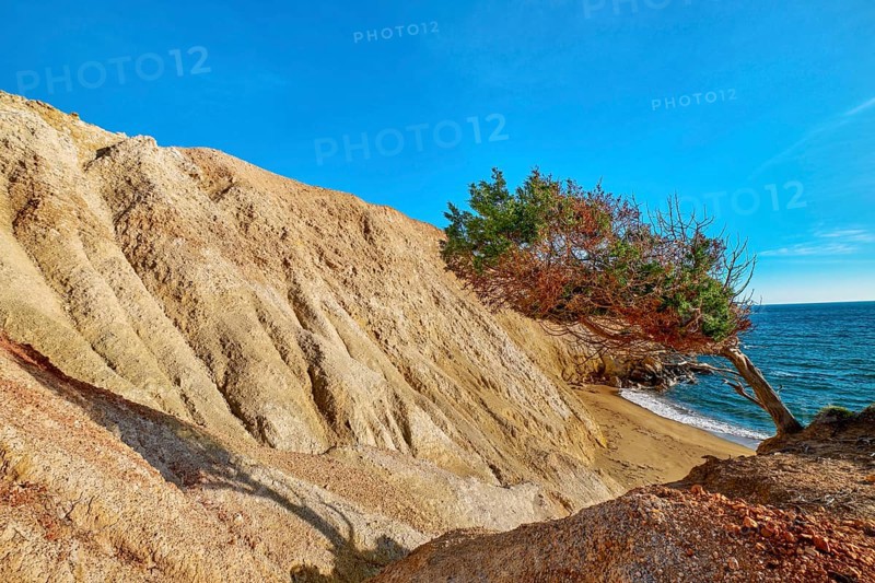 Wind-bent tree on edge of red rock in yellow cliffs of Agios Ioannis beach