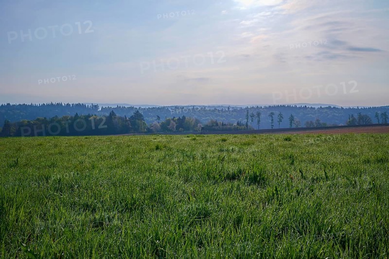 Meadow