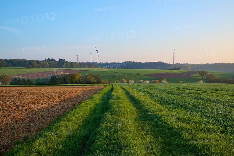Meadow path