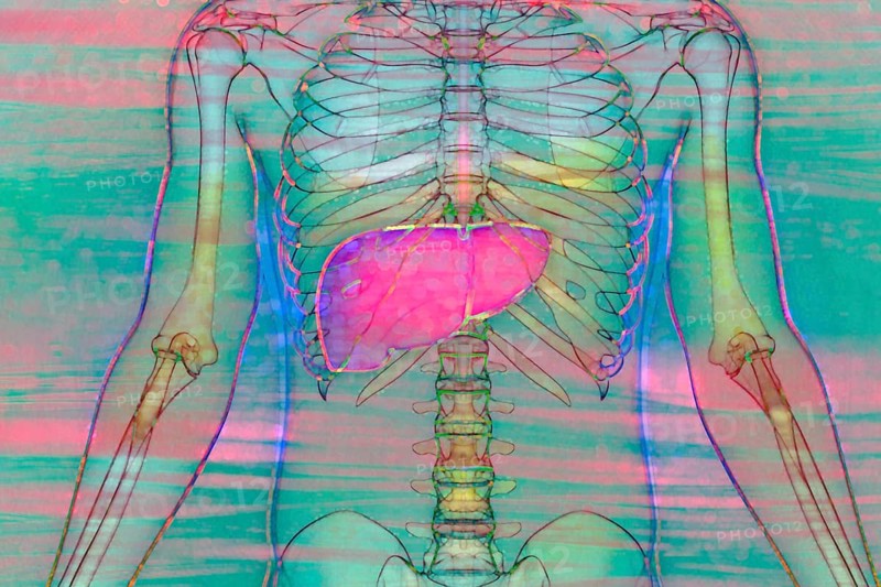 The liver is one of the largest organs in the body with many important functions for metabolism. It converts nutrients from food into substances that the body can use