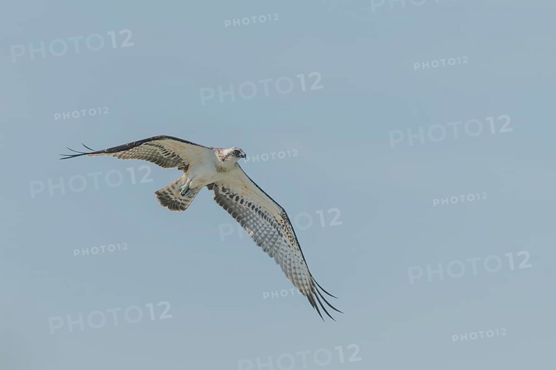 Western osprey