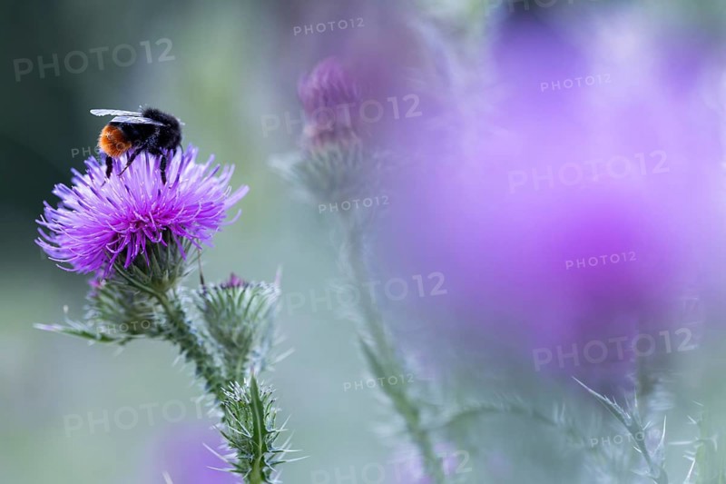 Bumblebee