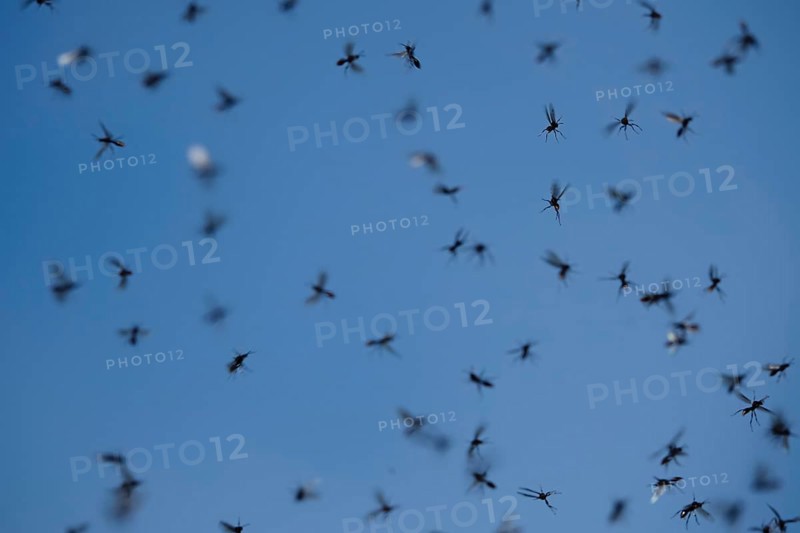Winged ants