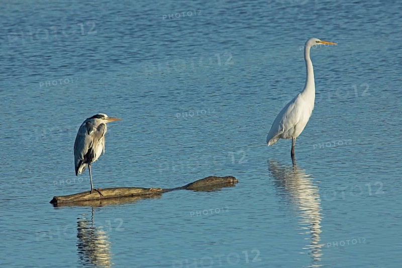 Grey Heron and Great White Egret standing side by side in water