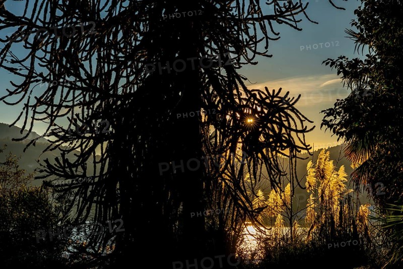 Beautiful Tree and Pampas Grass with Sunlight in Caslano
