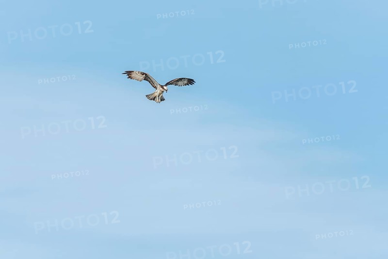 Western osprey