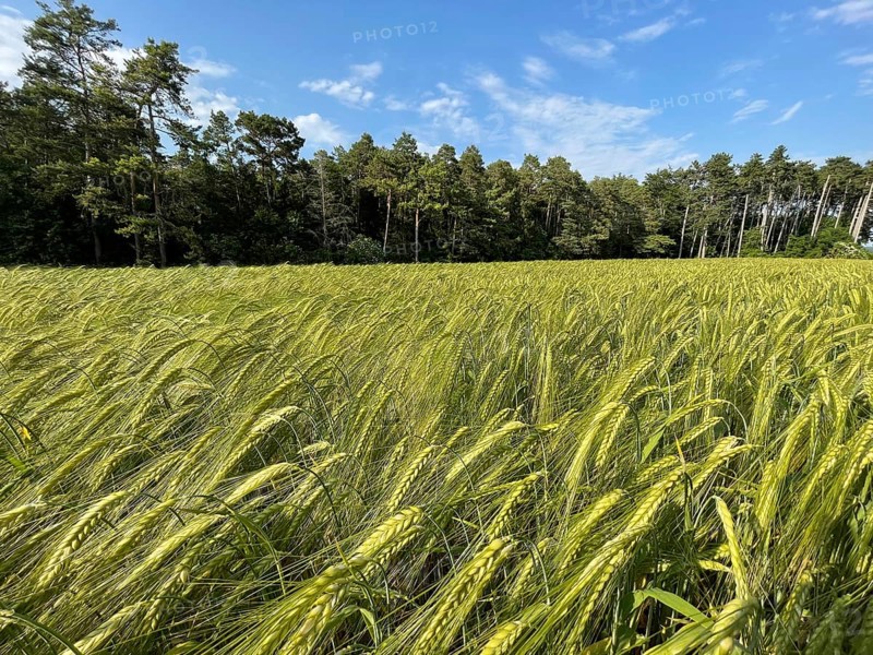 Barley