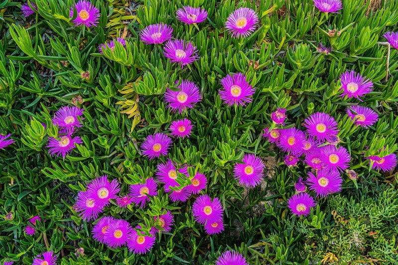Red midday flowers on the Mediterranean island of Crete