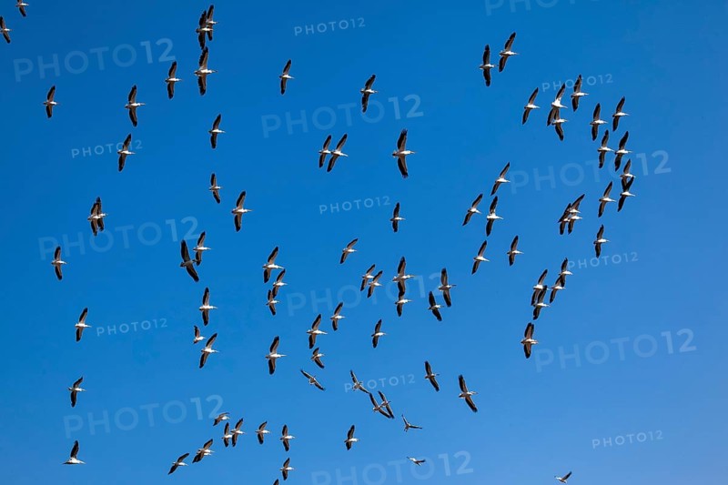 Pelicans