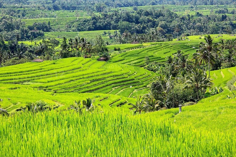 Jatiluwih Rice Terraces