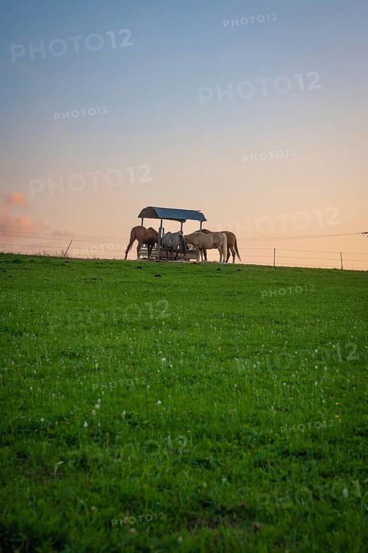 Horses at feeding basket in the sunset