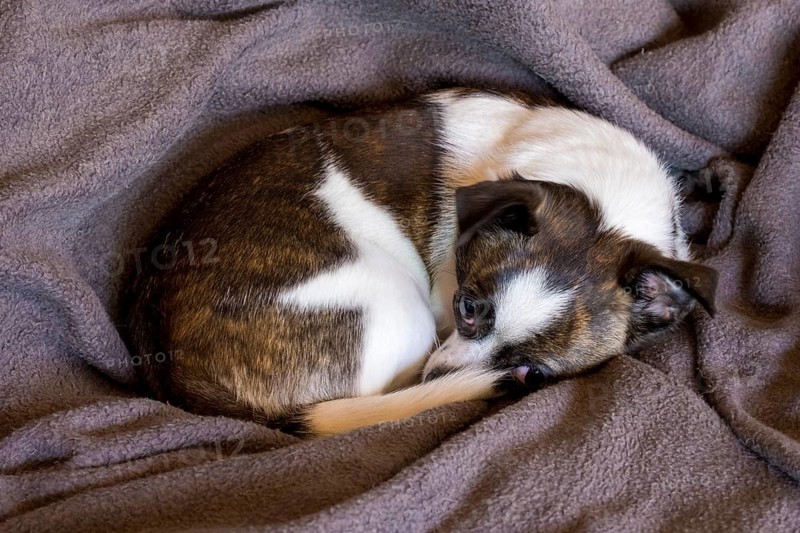 Small Chihuahua dog