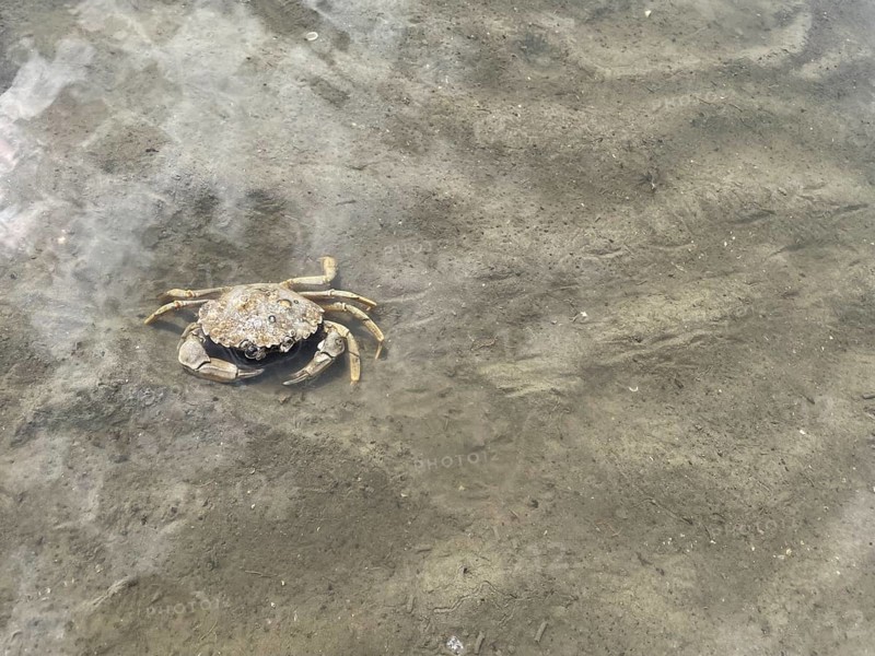 Common shore crab