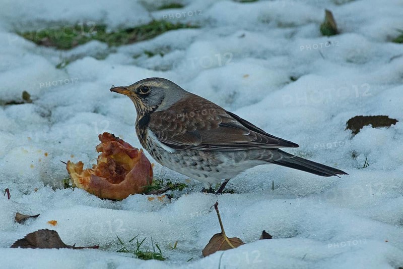 Fieldfare standing next to apple in snow left looking