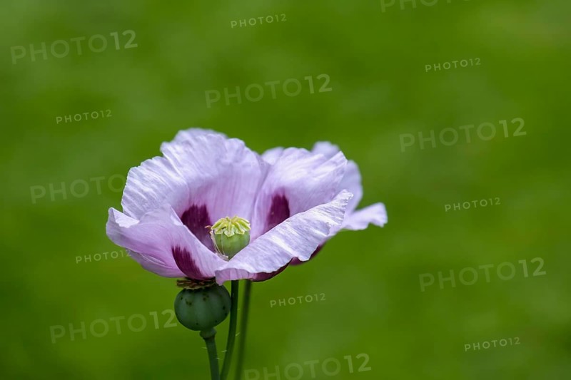 Purple poppy