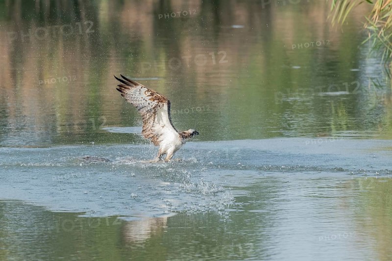 Western osprey