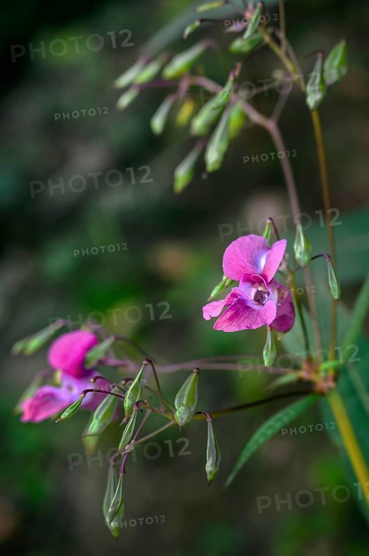 Himalayan balsam
