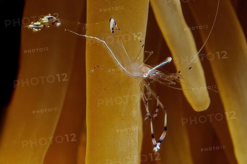 Ancylomenes longicarpus