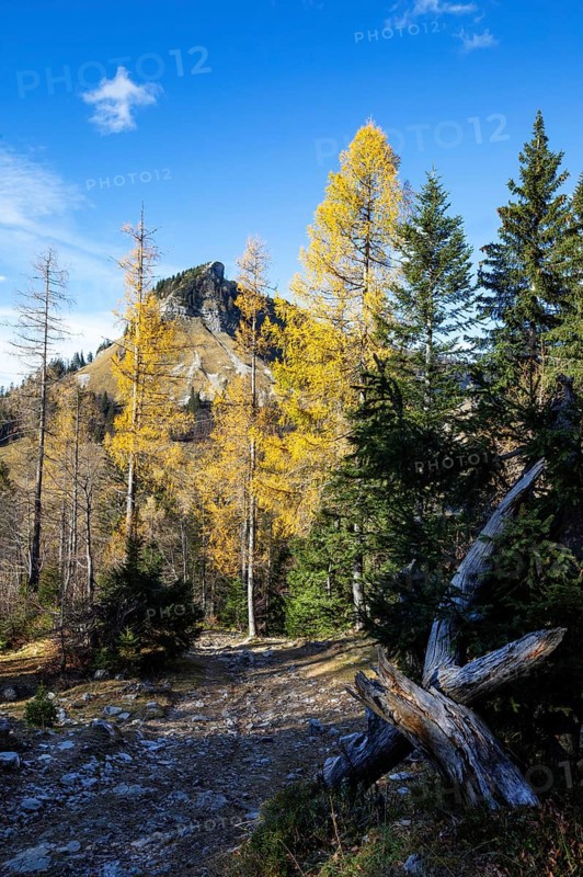 Autumnal yellow lark forest on the Genneralm with view to the Holzeck