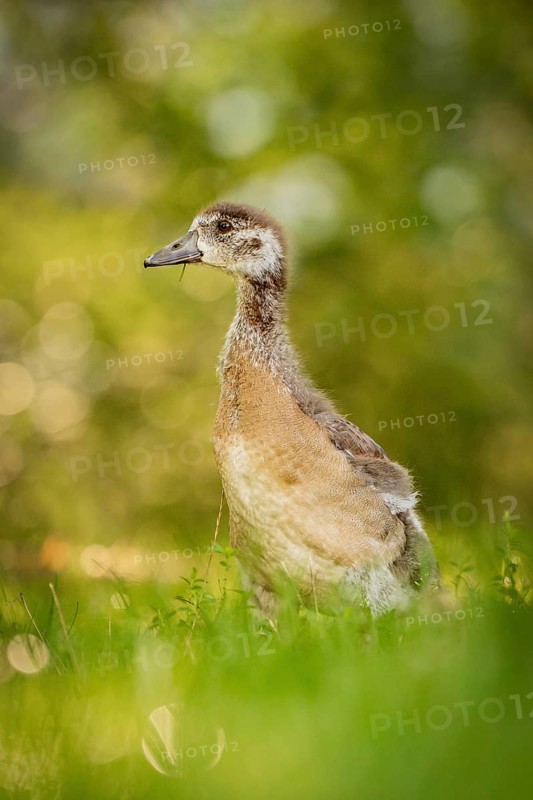 Egyptian goose chick in meadow