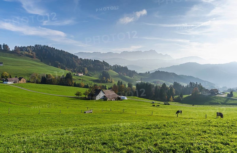 Hilly mountain landscape in the Appenzell Alps with farmhouses and grazing cows