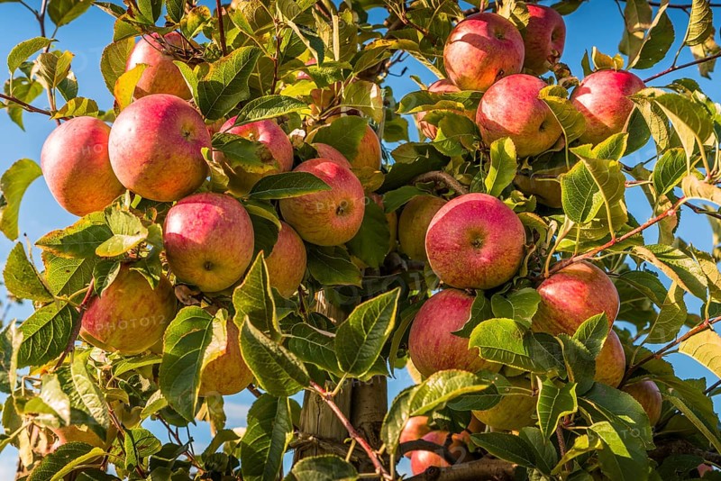 Ripe red apples hanging from the tree ready for harvesting