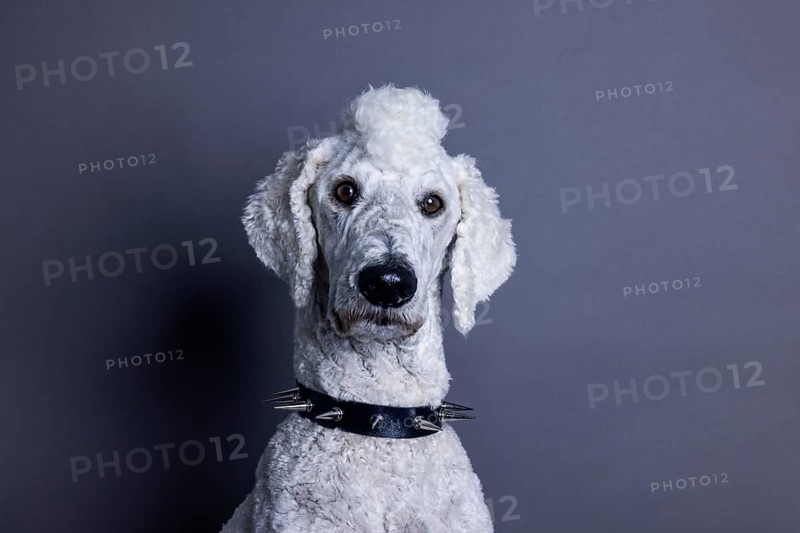 White dog