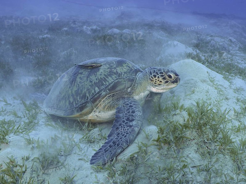 Green turtle