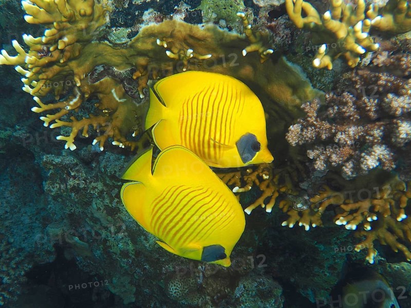 Pair of bluecheek butterflyfish