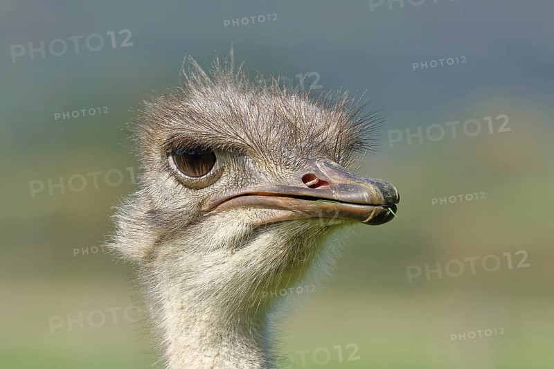 Common ostrich