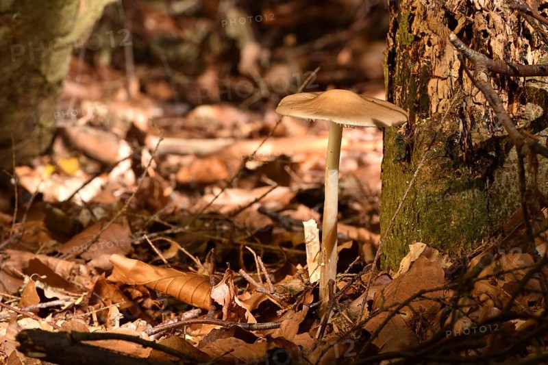 Wild mushroom in the autumnal mixed forest of the Hunsrueck in the morning sun