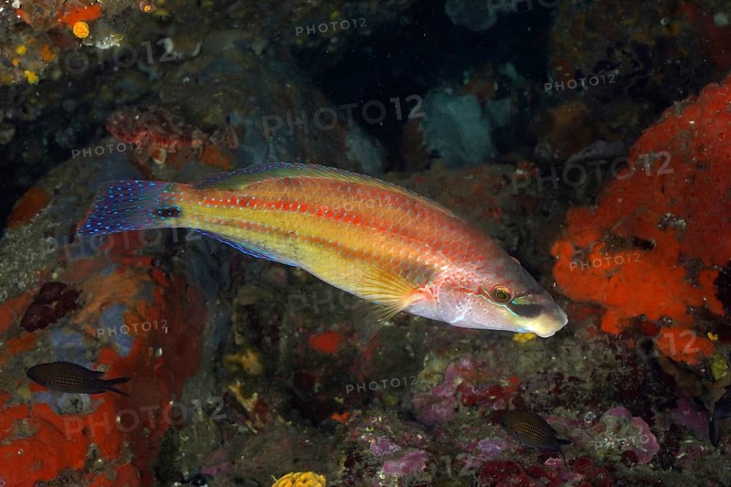 Axillary wrasse