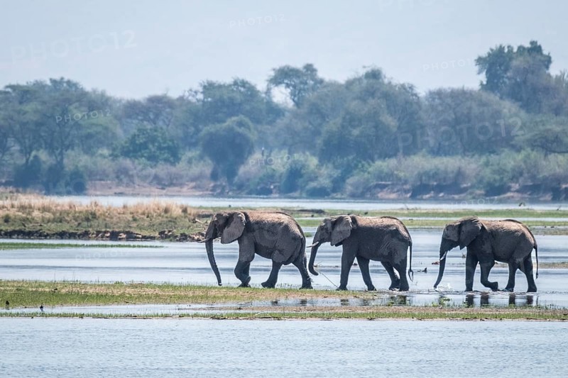 Elephants
