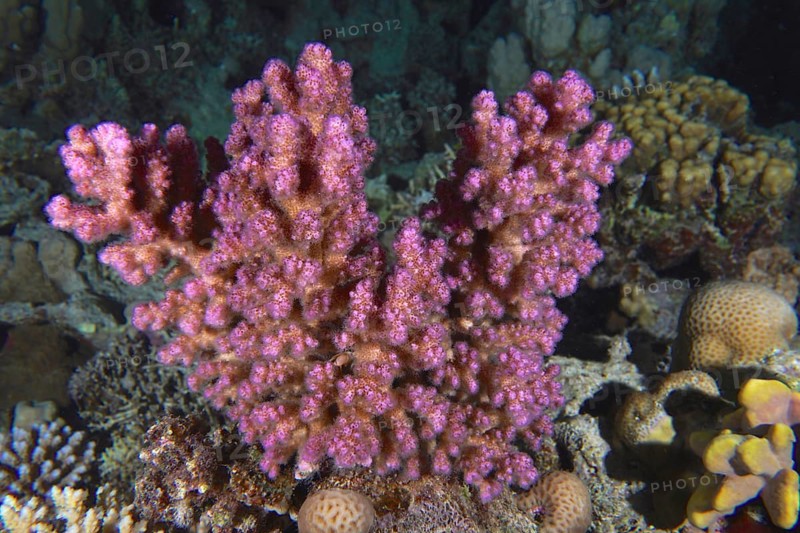 Pawpaw coral