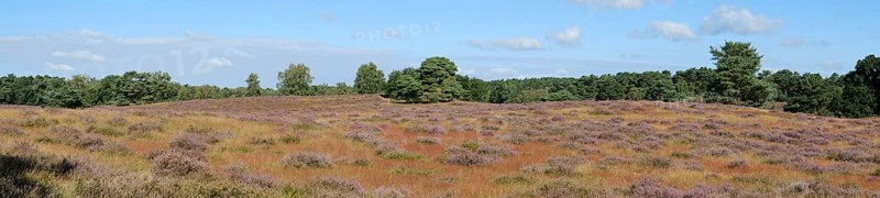Blooming heathland