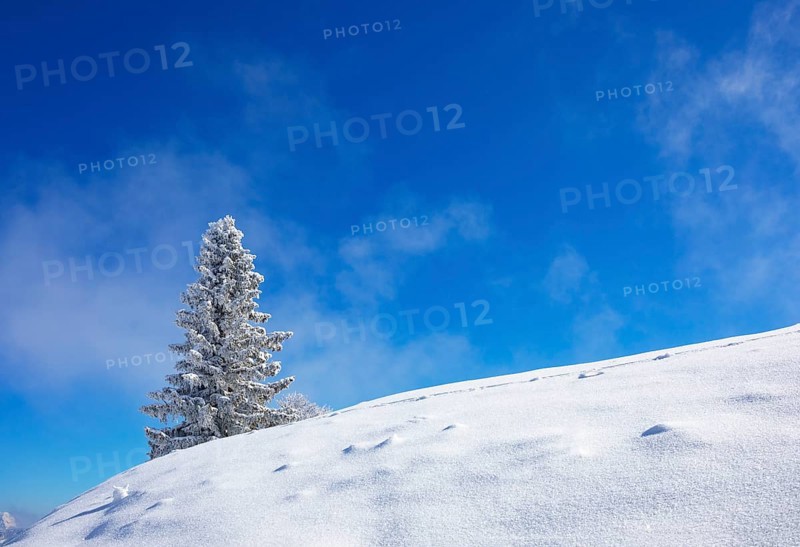 Winter landscape at the Zwoelferhorn with deep snow-covered conifer
