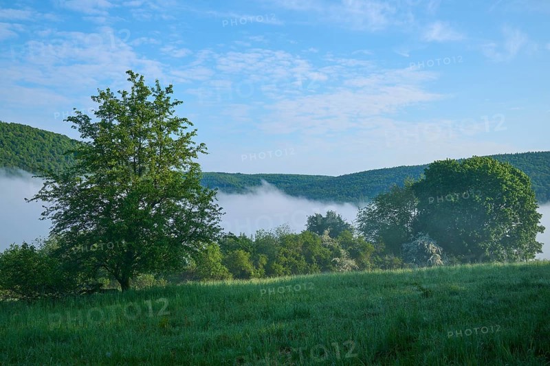 Meadow