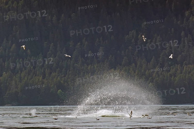 Humpback whale slaps the water with its fluke to stun fish