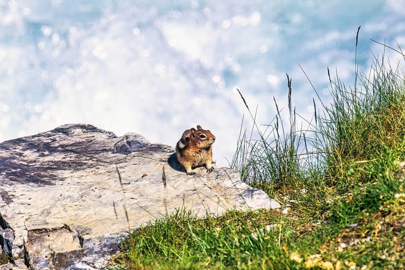 Golden mantled ground squirrel