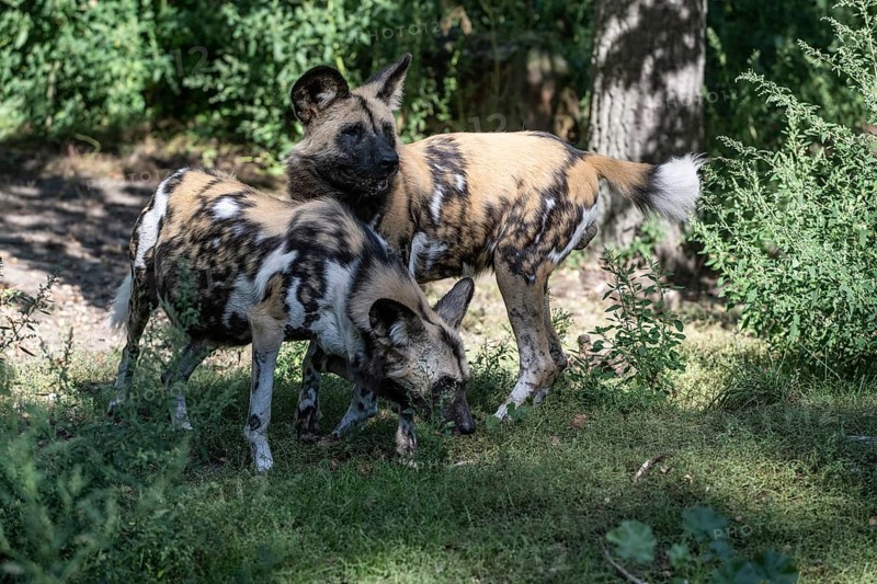 African wild dogs